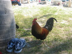 img_2036.jpg