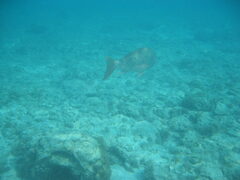img_2068.jpg